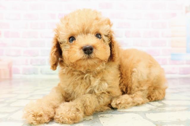 栃木県のトイプードル(トイ) (Coo&RIKU小山店/2026年3月28日生まれ/男の子/アプリコット)の子犬の2枚目の画像
