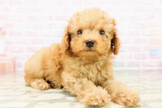 栃木県のトイプードル(トイ) (Coo&RIKU小山店/2026年3月28日生まれ/男の子/アプリコット)の子犬の3枚目の画像