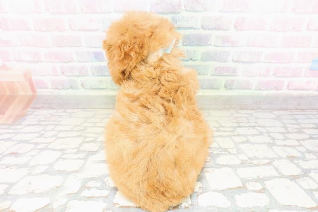 栃木県のトイプードル(トイ) (Coo&RIKU小山店/2026年3月28日生まれ/男の子/アプリコット)の子犬の4枚目の画像