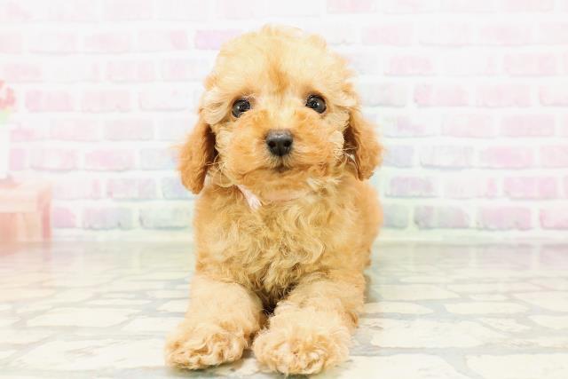 茨城県のトイプードル(トイ) (Coo&RIKU石岡店/2026年3月28日生まれ/女の子/アプリコット)の子犬