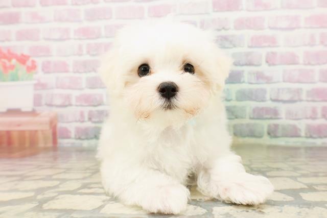 栃木県のマルチーズ (Coo&RIKU宇都宮店/2026年3月31日生まれ/男の子/ホワイト)の子犬の1枚目の画像