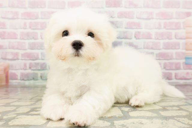 栃木県のマルチーズ (Coo&RIKU宇都宮店/2026年3月31日生まれ/男の子/ホワイト)の子犬の2枚目の画像