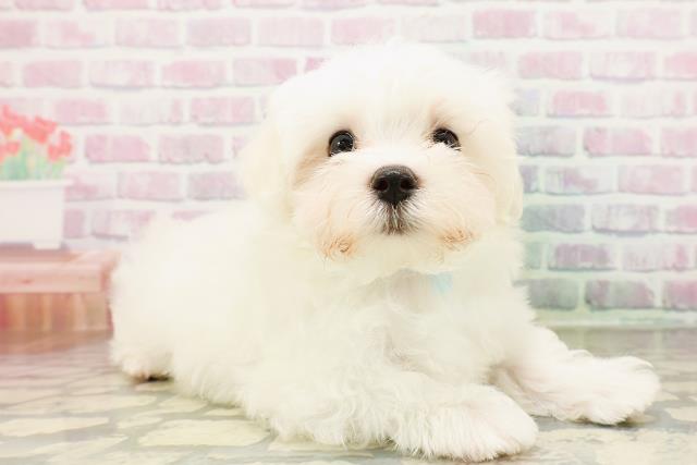 栃木県のマルチーズ (Coo&RIKU宇都宮店/2026年3月31日生まれ/男の子/ホワイト)の子犬の3枚目の画像
