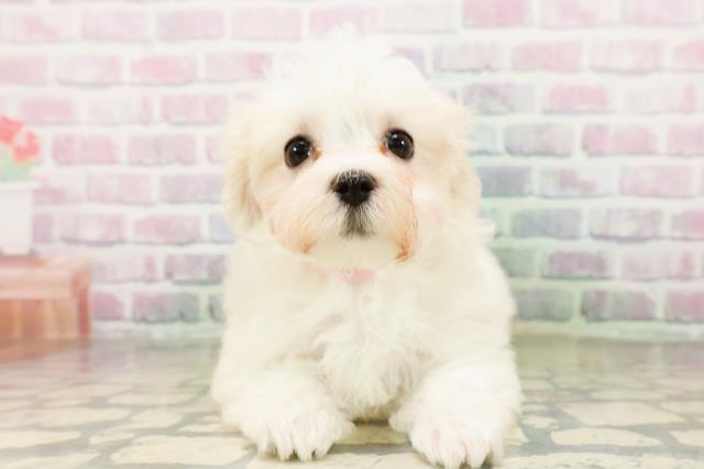 茨城県のマルチーズ (Coo&RIKU石岡店/2026年3月31日生まれ/女の子/ホワイト)の子犬