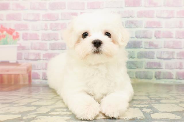 神奈川県のマルチーズ (Coo&RIKU小田原店/2026年3月31日生まれ/女の子/ホワイト)の子犬の1枚目の画像
