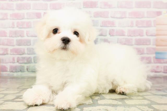 神奈川県のマルチーズ (Coo&RIKU小田原店/2026年3月31日生まれ/女の子/ホワイト)の子犬の2枚目の画像