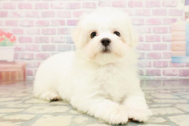 神奈川県のマルチーズ (Coo&RIKU小田原店/2026年3月31日生まれ/女の子/ホワイト)の子犬の3枚目の画像