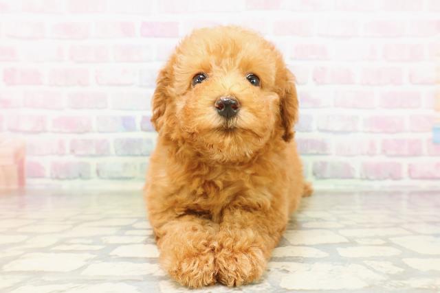 神奈川県のトイプードル(トイ) (Coo&RIKU小田原店/2026年4月1日生まれ/男の子/レッド)の子犬の1枚目の画像