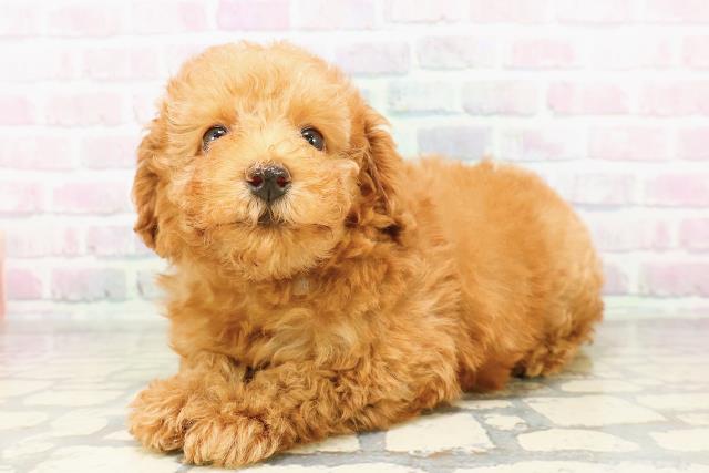 神奈川県のトイプードル(トイ) (Coo&RIKU小田原店/2026年4月1日生まれ/男の子/レッド)の子犬の2枚目の画像