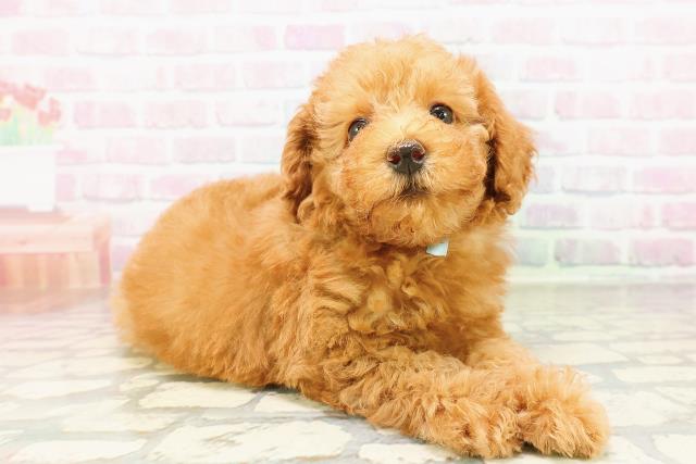 神奈川県のトイプードル(トイ) (Coo&RIKU小田原店/2026年4月1日生まれ/男の子/レッド)の子犬の3枚目の画像