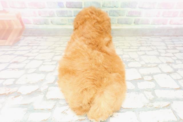 神奈川県のトイプードル(トイ) (Coo&RIKU小田原店/2026年4月1日生まれ/男の子/レッド)の子犬の4枚目の画像