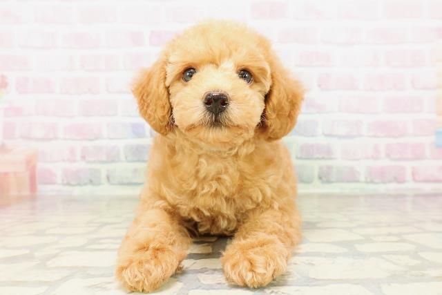 茨城県のトイプードル(トイ) (Coo&RIKU日立店/2026年4月1日生まれ/男の子/レッド)の子犬の1枚目の画像