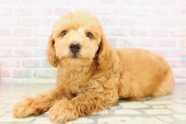 茨城県のトイプードル(トイ) (Coo&RIKU日立店/2026年4月1日生まれ/男の子/レッド)の子犬の2枚目の画像