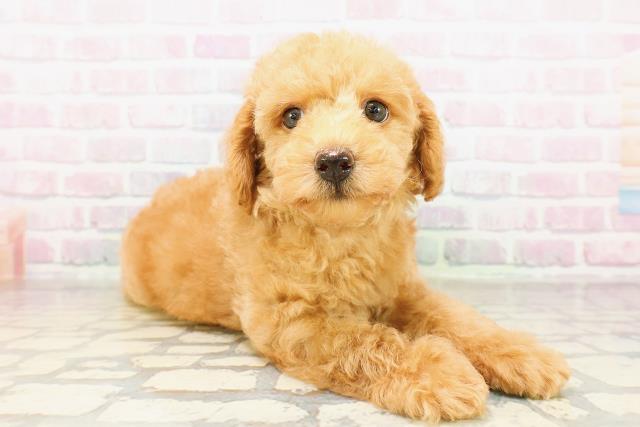 茨城県のトイプードル(トイ) (Coo&RIKU日立店/2026年4月1日生まれ/男の子/レッド)の子犬の3枚目の画像