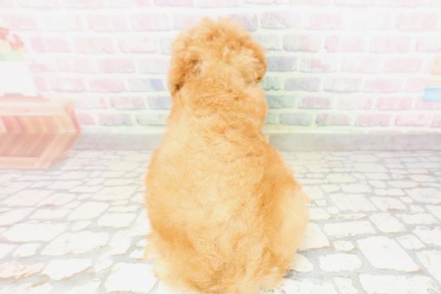 茨城県のトイプードル(トイ) (Coo&RIKU日立店/2026年4月1日生まれ/男の子/レッド)の子犬の4枚目の画像
