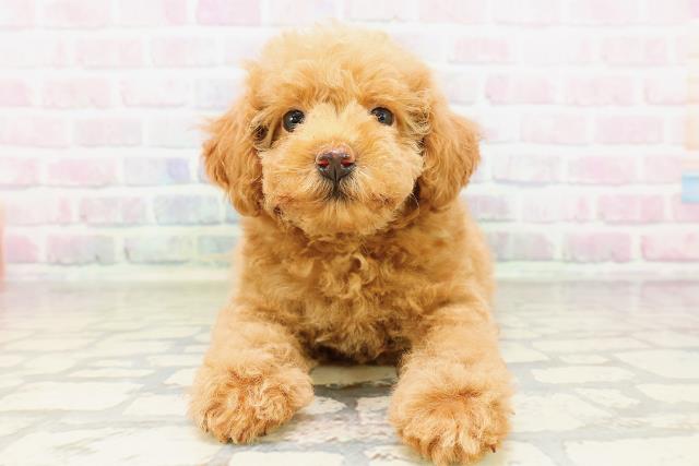 東京都のトイプードル(トイ) (Coo&RIKU八王子西店/2026年4月1日生まれ/女の子/レッド)の子犬の1枚目の画像