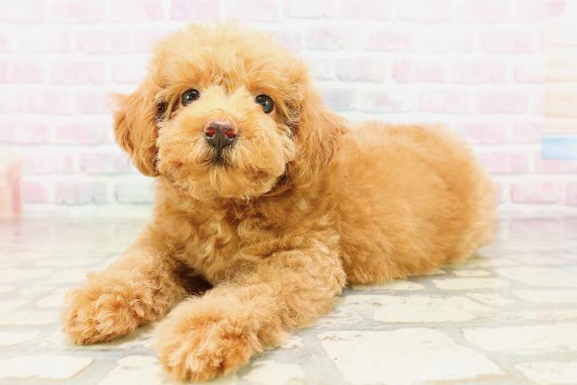 東京都のトイプードル(トイ) (Coo&RIKU八王子西店/2026年4月1日生まれ/女の子/レッド)の子犬の2枚目の画像