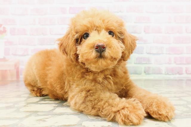 東京都のトイプードル(トイ) (Coo&RIKU八王子西店/2026年4月1日生まれ/女の子/レッド)の子犬の3枚目の画像