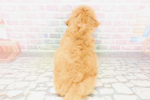 東京都のトイプードル(トイ) (Coo&RIKU八王子西店/2026年4月1日生まれ/女の子/レッド)の子犬の4枚目の画像