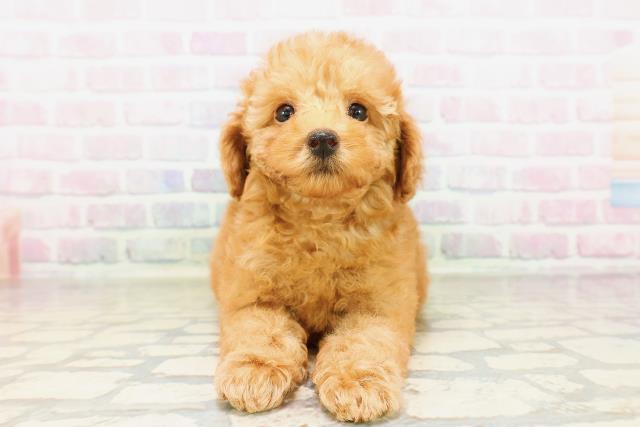 東京都のトイプードル(トイ) (Coo&RIKU府中店/2026年4月1日生まれ/女の子/レッド)の子犬