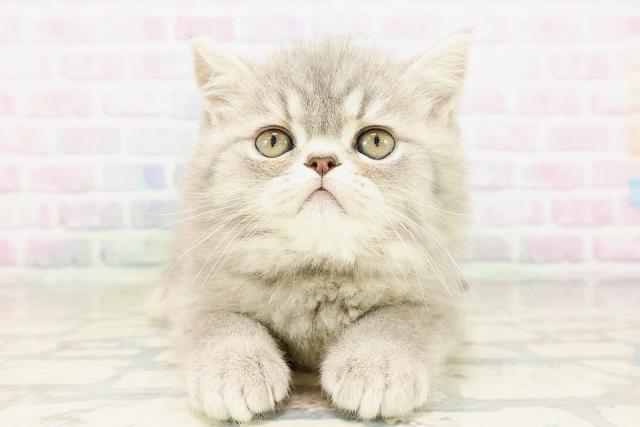 東京都のエキゾチック (Coo&RIKU立川店/2026年3月31日生まれ/男の子/ブルータビー)の子猫