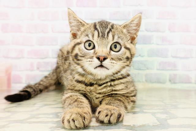 栃木県のミヌエット (Coo&RIKU足利店/2026年3月31日生まれ/女の子/ブラウンタビー)の子猫の1枚目の画像