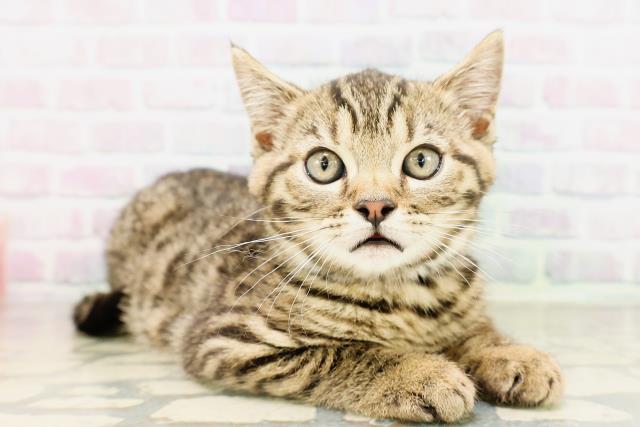栃木県のミヌエット (Coo&RIKU足利店/2026年3月31日生まれ/女の子/ブラウンタビー)の子猫の3枚目の画像