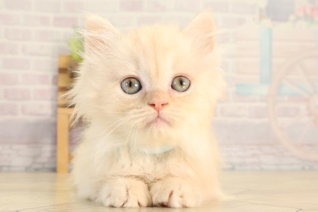 静岡県のサイベリアン (Coo&RIKU浜松店/2026年3月22日生まれ/男の子/クリームタビー)の子猫の1枚目の画像