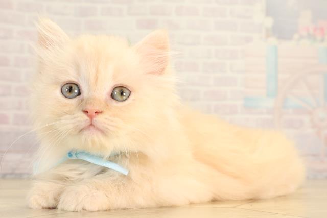 静岡県のサイベリアン (Coo&RIKU浜松店/2026年3月22日生まれ/男の子/クリームタビー)の子猫の3枚目の画像