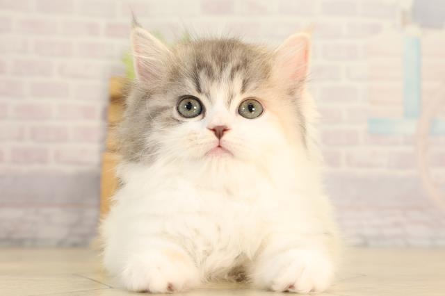 ラガマフィンの子猫一覧｜ペットショップCoo＆RIKU