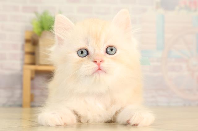 ワンちゃん・ネコちゃん(子犬・子猫)検索結果 | ペットショップCoo＆RIKU