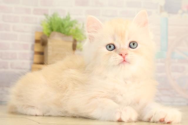 静岡県のラガマフィン (Coo&RIKU藤枝店/2026年4月1日生まれ/男の子/クリームタビーホワイト)の子猫の2枚目の画像