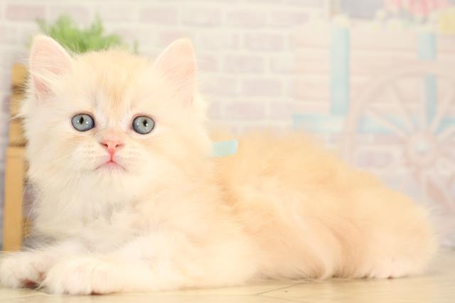 静岡県のラガマフィン (Coo&RIKU藤枝店/2026年4月1日生まれ/男の子/クリームタビーホワイト)の子猫の3枚目の画像