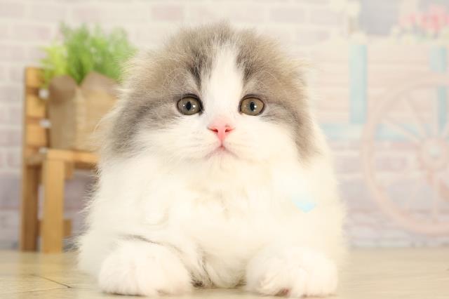 スコティッシュフォールド
