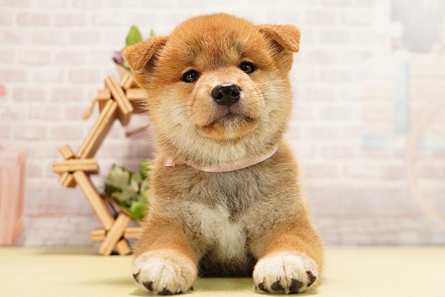 対象生体表示