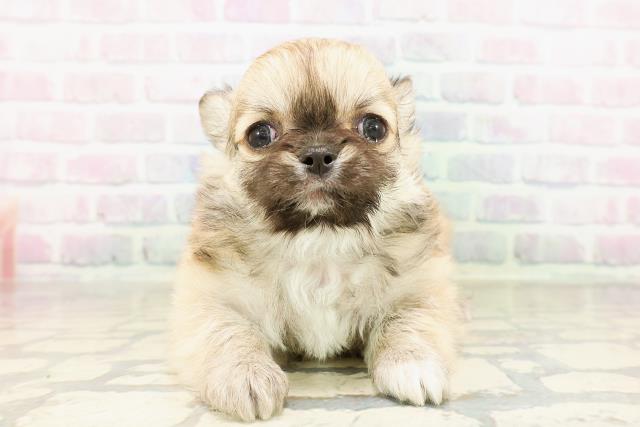 神奈川県のチワワ(ロング) (Coo&RIKU小田原店/2026年4月1日生まれ/男の子/フォーンホワイト)の子犬の1枚目の画像