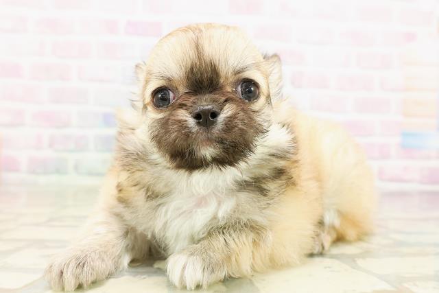 神奈川県のチワワ(ロング) (Coo&RIKU小田原店/2026年4月1日生まれ/男の子/フォーンホワイト)の子犬の2枚目の画像