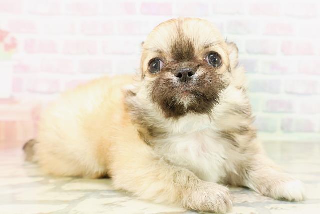 神奈川県のチワワ(ロング) (Coo&RIKU小田原店/2026年4月1日生まれ/男の子/フォーンホワイト)の子犬の3枚目の画像