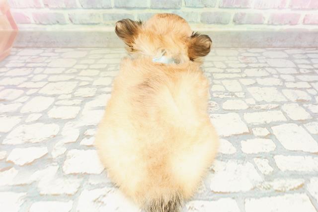 神奈川県のチワワ(ロング) (Coo&RIKU小田原店/2026年4月1日生まれ/男の子/フォーンホワイト)の子犬の4枚目の画像