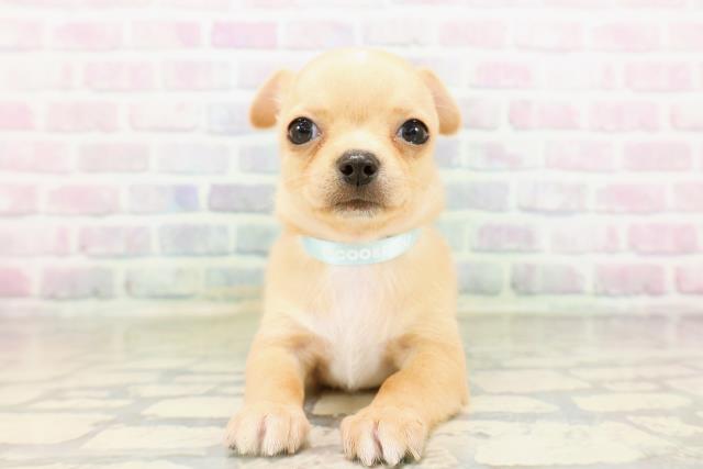 東京都のチワワ(スムース) (Coo&RIKU府中店/2026年4月2日生まれ/男の子/フォーンホワイト)の子犬
