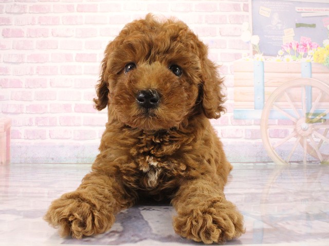 広島県のトイプードル(トイ) (Coo&RIKU福山店/2026年4月1日生まれ/男の子/レッドフォーン)の子犬の1枚目の画像