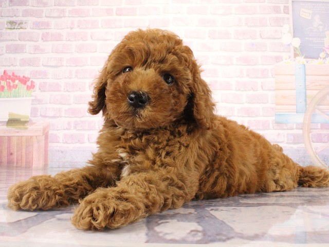 広島県のトイプードル(トイ) (Coo&RIKU福山店/2026年4月1日生まれ/男の子/レッドフォーン)の子犬の2枚目の画像