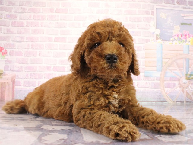 広島県のトイプードル(トイ) (Coo&RIKU福山店/2026年4月1日生まれ/男の子/レッドフォーン)の子犬の3枚目の画像
