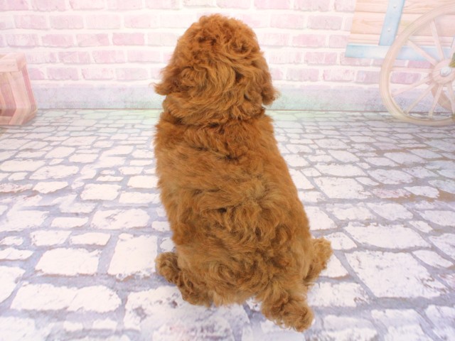 広島県のトイプードル(トイ) (Coo&RIKU福山店/2026年4月1日生まれ/男の子/レッドフォーン)の子犬の4枚目の画像