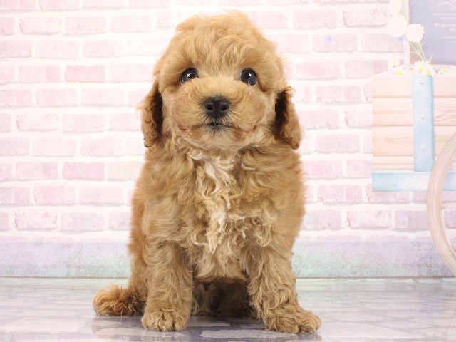 兵庫県のトイプードル(トイ) (Coo&RIKU明石店/2026年4月1日生まれ/男の子/オレンジフォーン)の子犬の1枚目の画像
