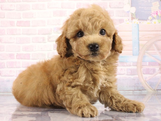兵庫県のトイプードル(トイ) (Coo&RIKU明石店/2026年4月1日生まれ/男の子/オレンジフォーン)の子犬の2枚目の画像