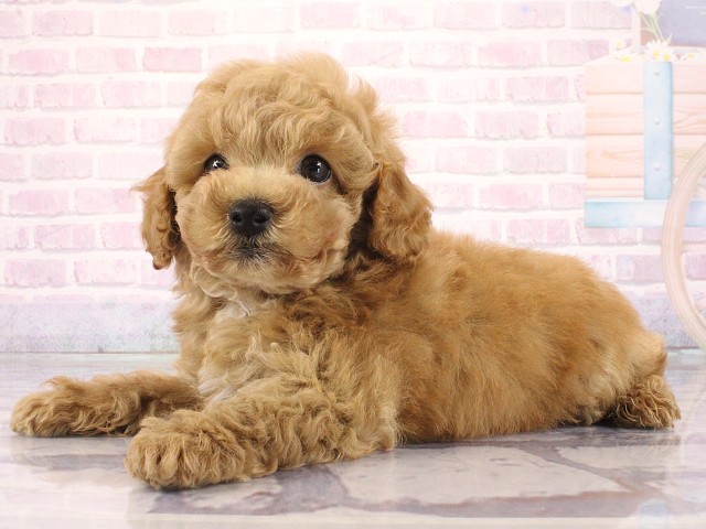 兵庫県のトイプードル(トイ) (Coo&RIKU明石店/2026年4月1日生まれ/男の子/オレンジフォーン)の子犬の3枚目の画像