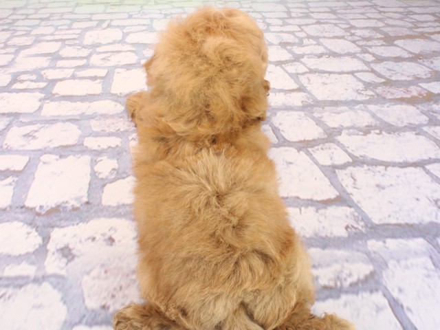 兵庫県のトイプードル(トイ) (Coo&RIKU明石店/2026年4月1日生まれ/男の子/オレンジフォーン)の子犬の4枚目の画像