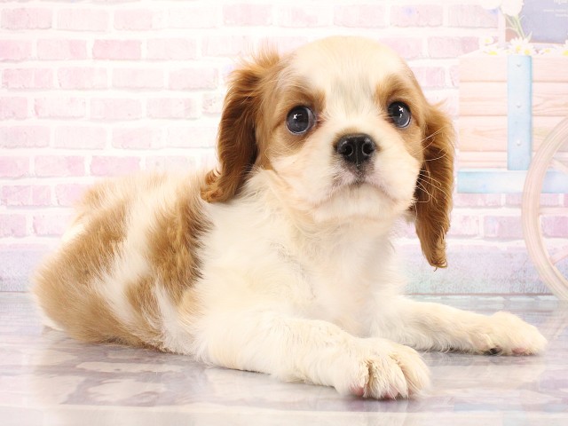 広島県のキャバリアキングチャールズスパニエル (Coo&RIKU福山店/2026年4月2日生まれ/男の子/ブレンハイム)の子犬の2枚目の画像