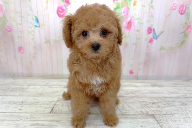 長野県のトイプードル(トイ) (Coo&RIKU長野店/2026年4月5日生まれ/男の子/レッド)の子犬